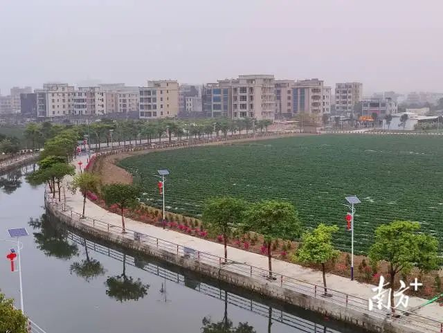 高堂社区原本杂草丛生的荒地披上了“绿衣”。 图片
